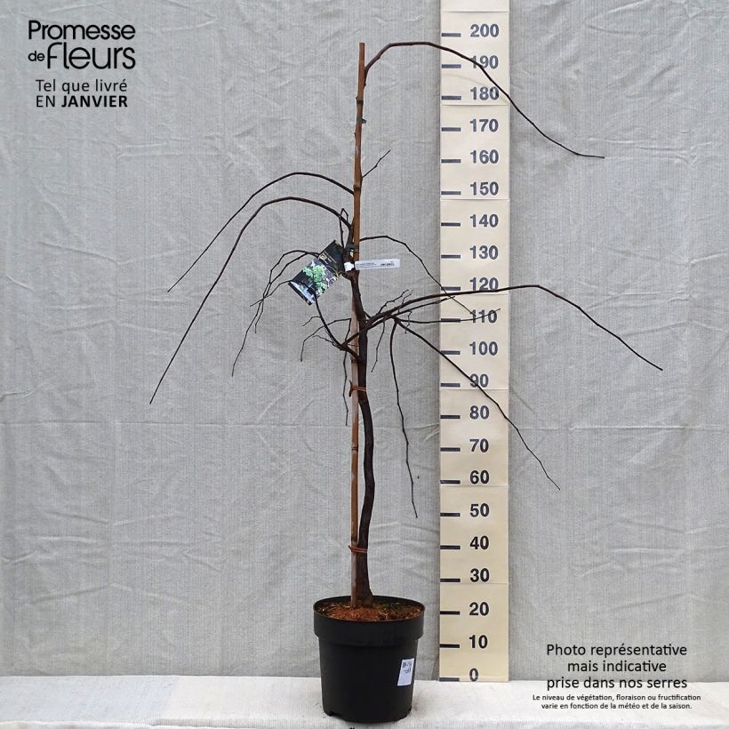 Spécimen de Cercis canadensis Vanilla Twist - Gainier du Canada pleureur blanc Pot de 4L/5L, Baliveau tel que livré en hiver