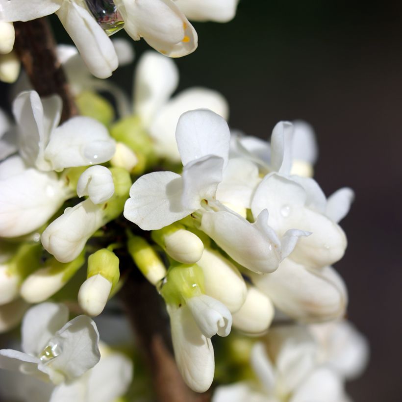 Cercis canadensis Vanilla Twist - Gainier du Canada pleureur blanc (Floraison)