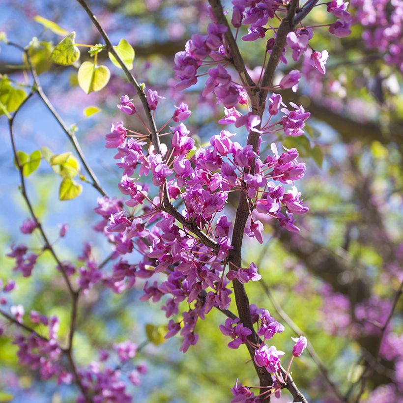Cercis canadensis - Gainier du Canada (Floraison)