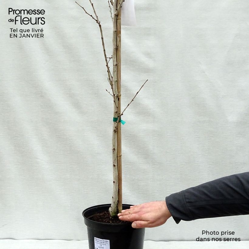 Spécimen de Cercis chinensis Avondale - Arbre de Judée Pot de 4L/5L tel que livré en hiver