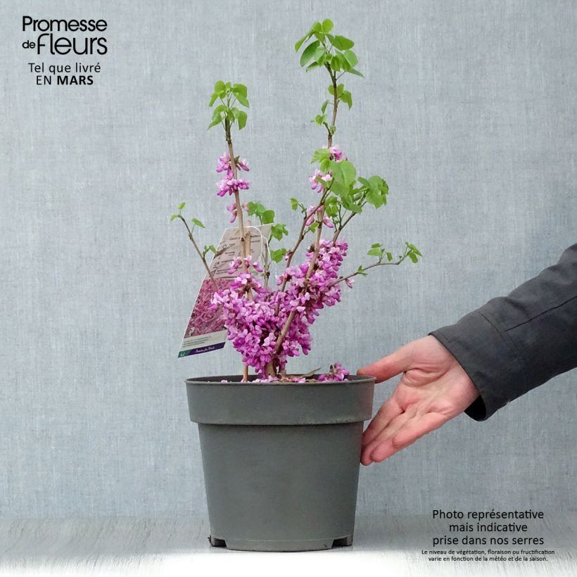 Spécimen de Cercis chinensis Avondale - Arbre de Judée Pot de 4L/5L tel que livré au printemps