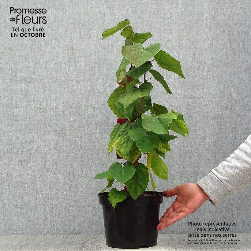 Spécimen de Cercis chinensis Avondale - Arbre de Judée Pot de 4L/5L tel que livré en automne