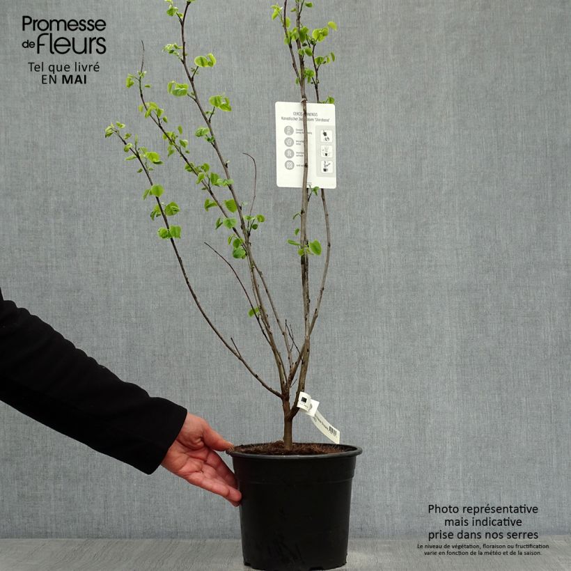 Spécimen de Cercis chinensis Shirobana - Gainier de Chine Pot de 4L/5L tel que livré au printemps