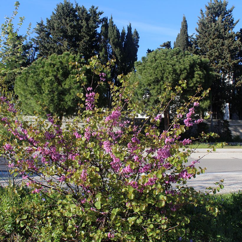 Cercis siliquastrum - Arbre de Judée (Port)