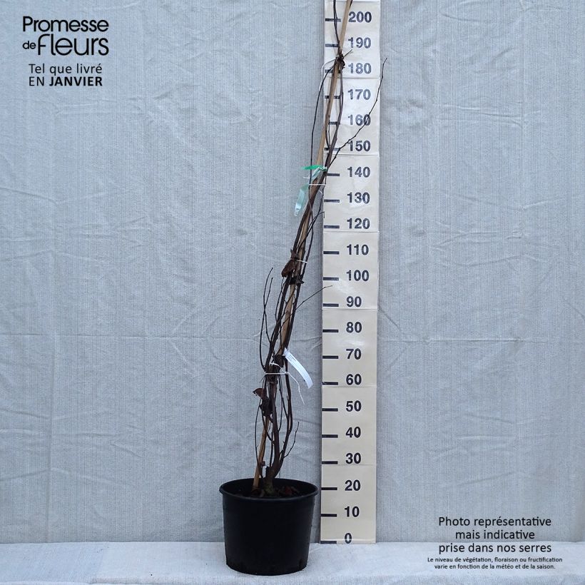 Spécimen de Cercis siliquastrum - Arbre de Judée Pot de 7,5L/10L tel que livré en hiver