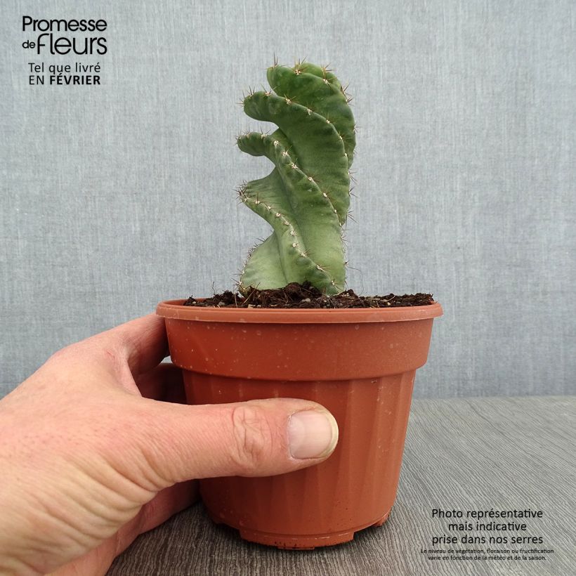 Spécimen de Cereus forbesii Spiralis Pot de 12 cm / 13 cm tel que livré en hiver