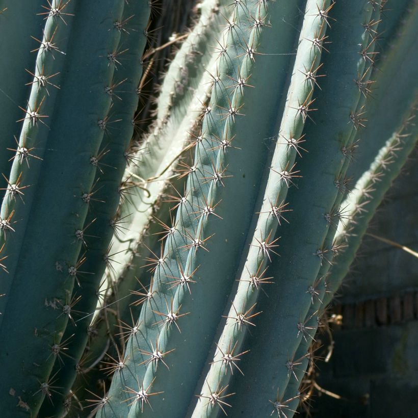 Cereus peruvianus - Cierge du Pérou (Feuillage)