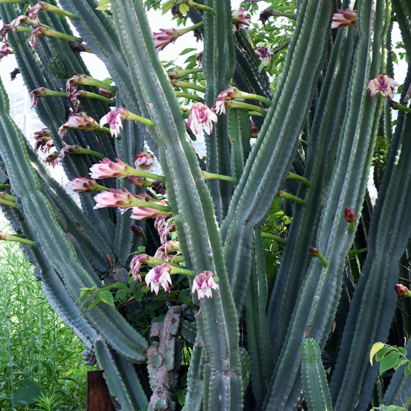 Cereus peruvianus - Cierge du Pérou (Floraison)