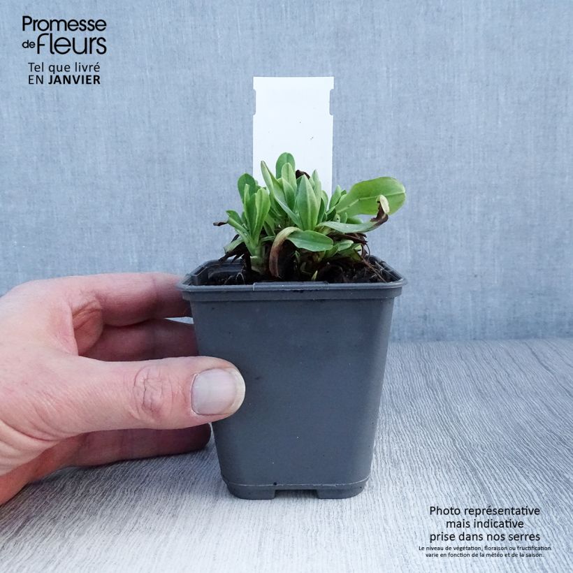 Spécimen de Cerinthe glabra - Cérinthe glabre Godet de 8/9 cm tel que livré en hiver