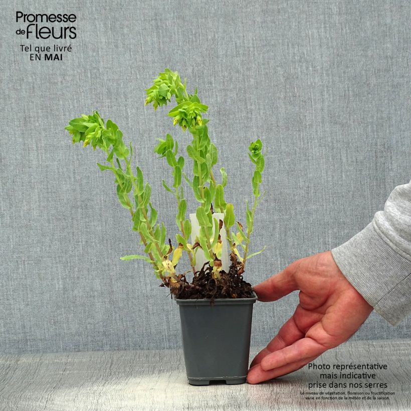 Spécimen de Cerinthe glabra - Cérinthe glabre Godet de 8/9 cm tel que livré au printemps