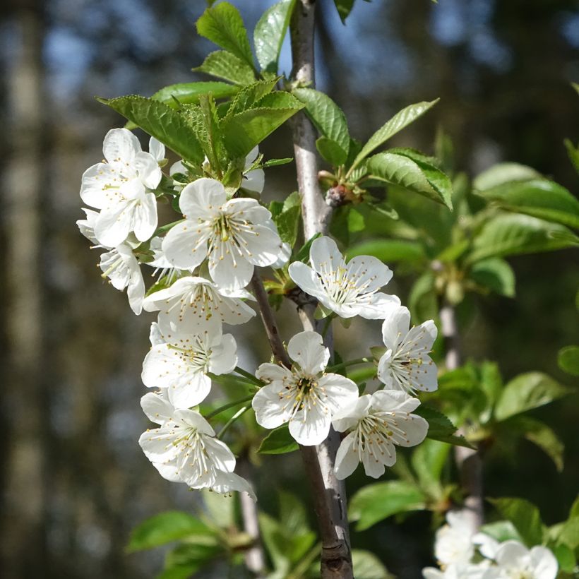 Cerisier Allegria Delbard - Prunus cerasus  (Floraison)