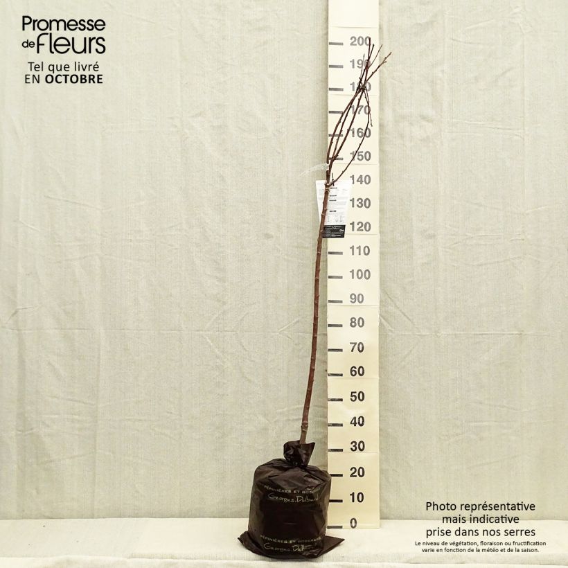 Spécimen de Cerisier Allegria Delbard - Prunus cerasus  Motte "Prêt-à-planter", Demi-Tige tel que livré en automne