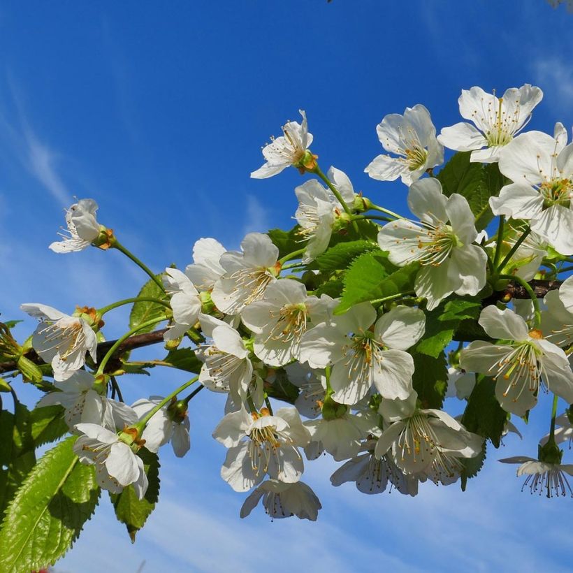 Cerisier Bigarreau Coeur de Pigeon (Floraison)