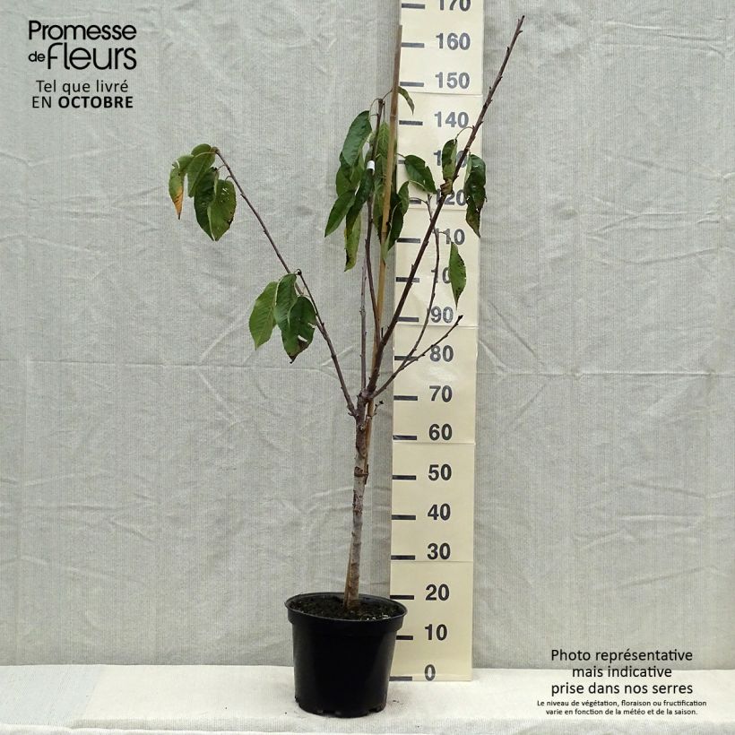 Spécimen de Cerisier Bigarreau Coeur de Pigeon Pot de 7,5L/10L, Gobelet tel que livré en automne