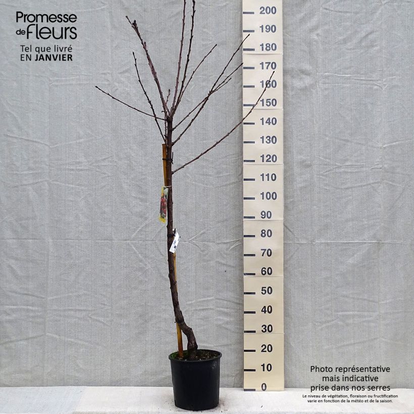 Spécimen de Cerisier Bigarreau Moreau - Prunus avium Pot de 7,5L/10L, Demi-Tige tel que livré en hiver