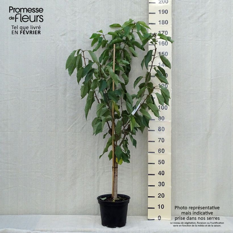 Spécimen de Cerisier Bigarreau Moreau - Prunus avium Pot de 7,5L/10L, Gobelet tel que livré en automne