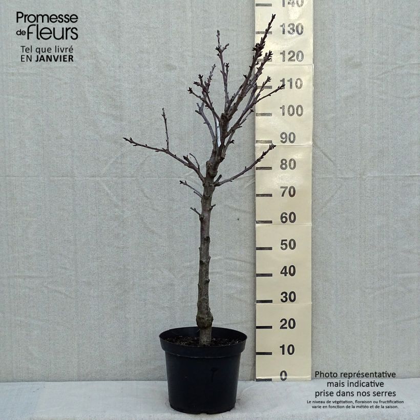 Spécimen de Cerisier Bigarreau Summit  Pot de 7,5L/10L, Gobelet tel que livré en hiver
