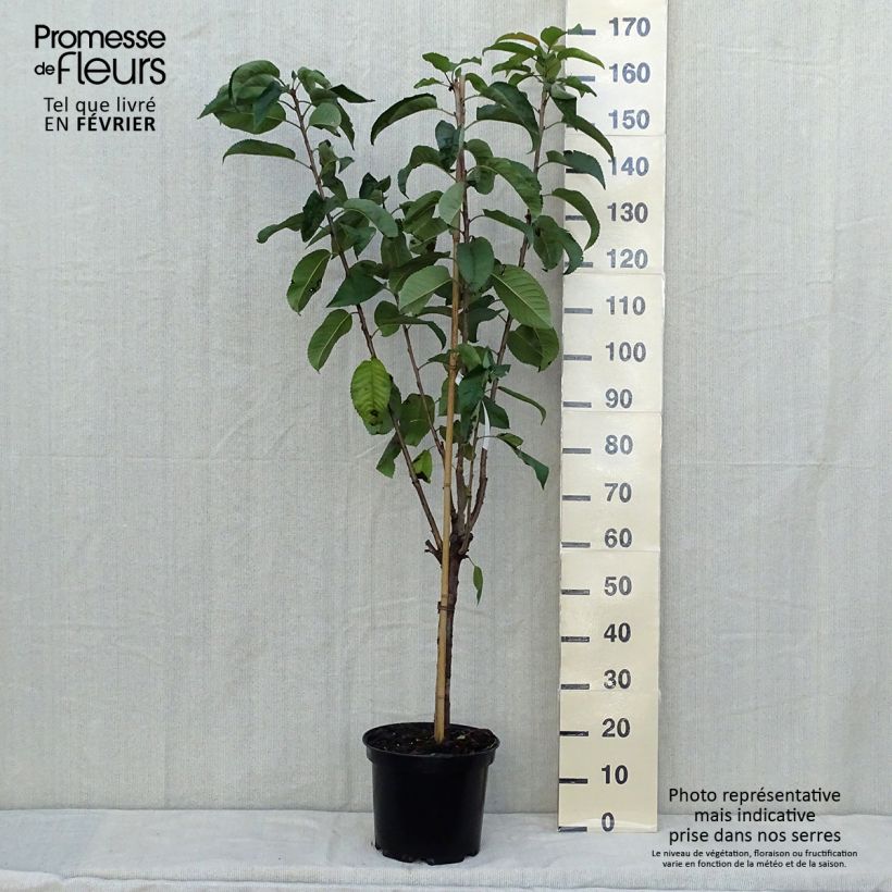 Spécimen de Cerisier Rainier - Prunus cerasus Pot de 7,5L/10L, Gobelet tel que livré en automne