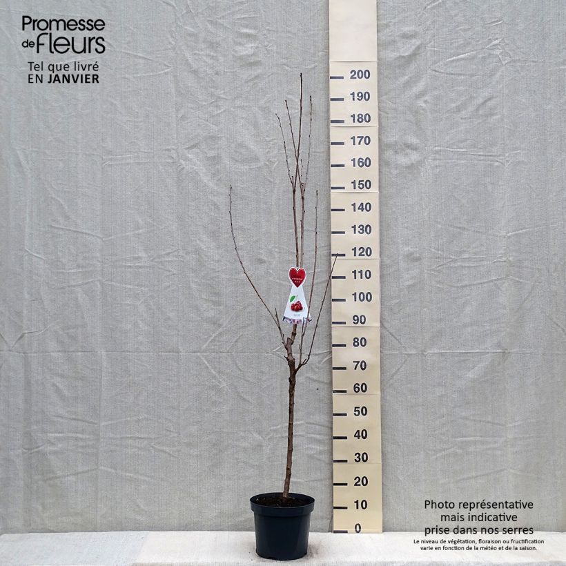 Spécimen de Cerisier Schneiders Späte Knorpelkirsche - Prunus avium  Pot de 7,5L/10L, Demi-Tige tel que livré en hiver