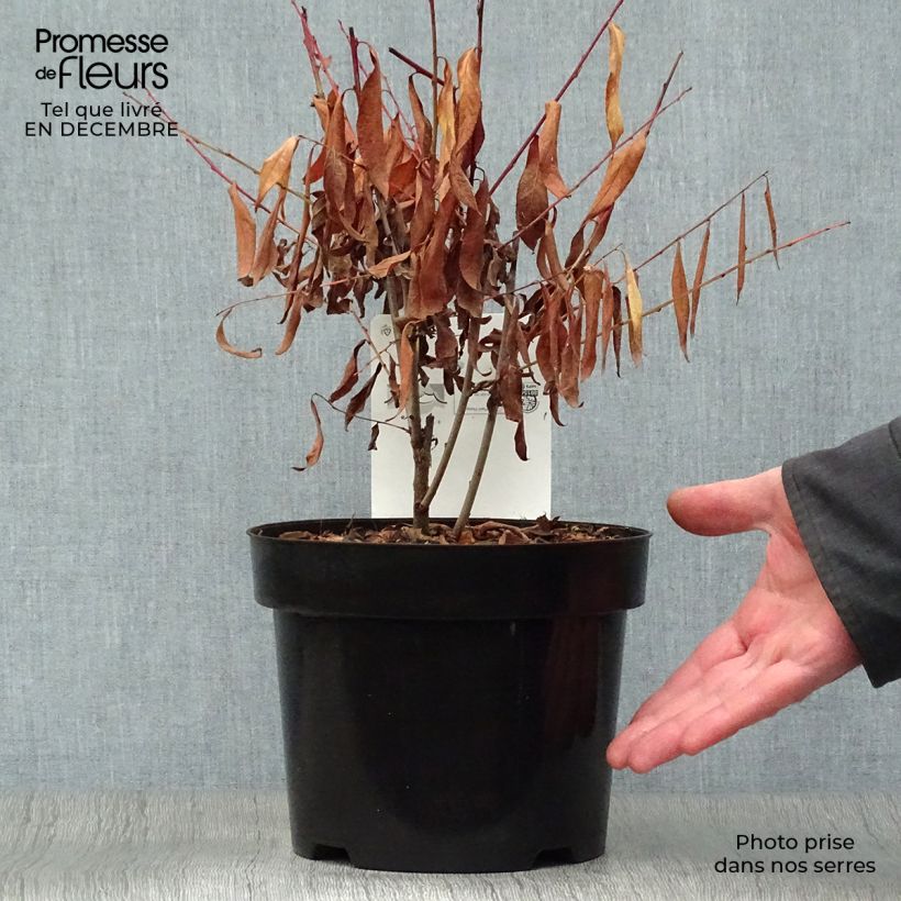 Spécimen de Cerisier à fleur - Prunus glandulosa Alba Plena Pot de 2L/3L tel que livré en hiver