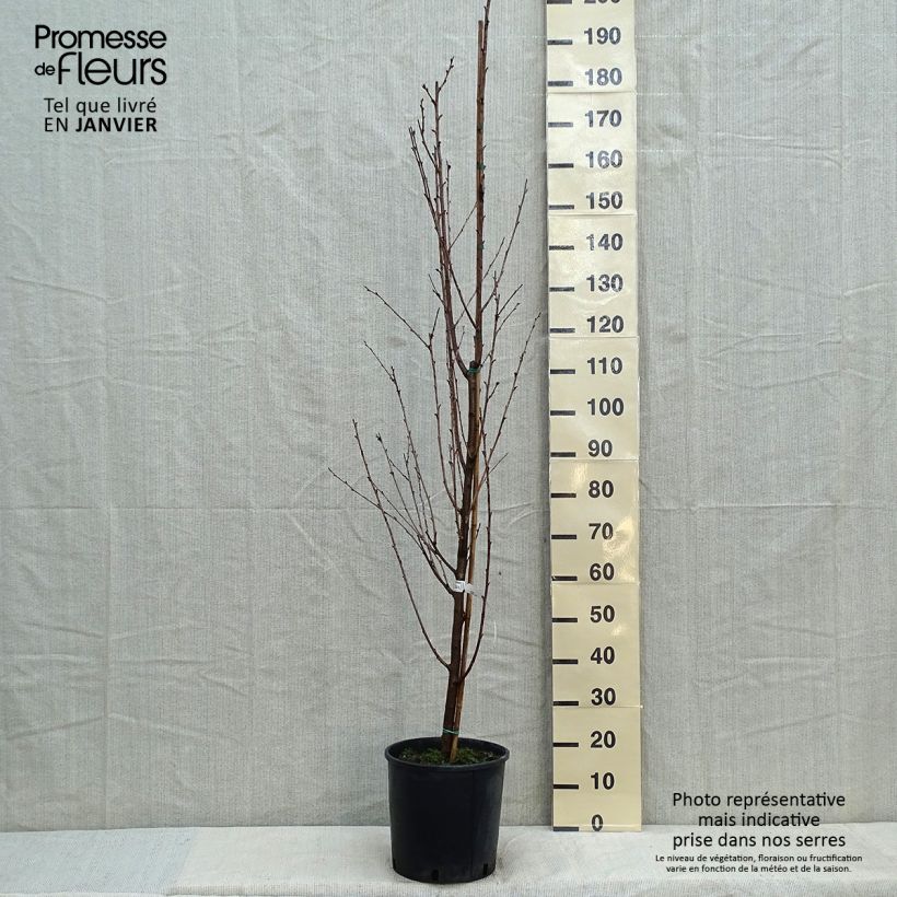 Spécimen de Cerisier à fleurs - Prunus Umineko Pot de 12L/15L tel que livré en hiver