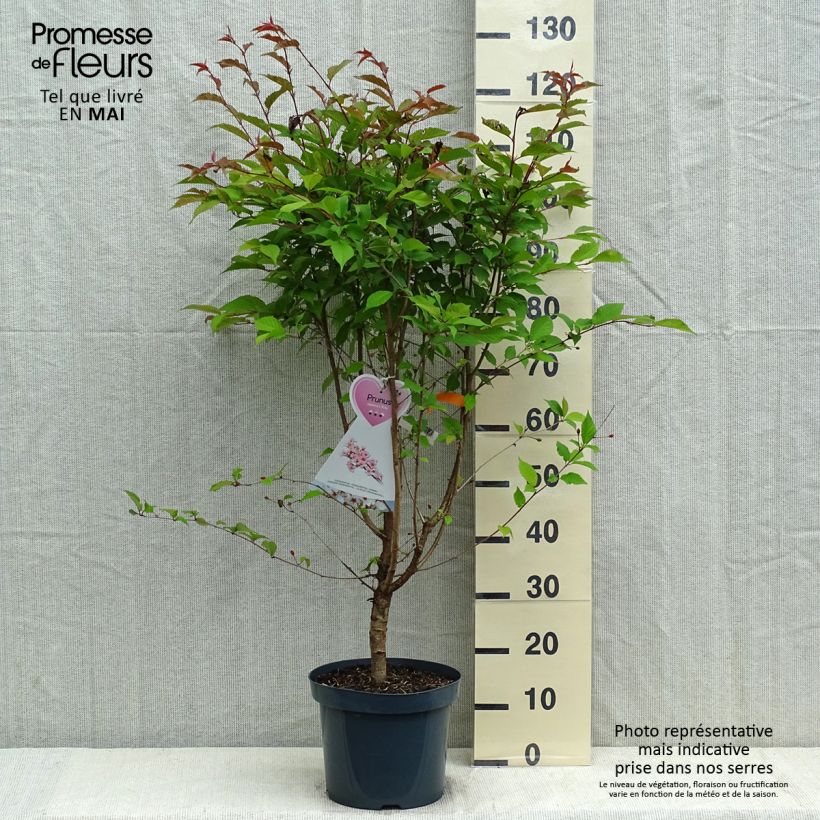 Spécimen de Cerisier à fleurs - Prunus kurilensis Ruby Pot de 7,5L/10L tel que livré au printemps