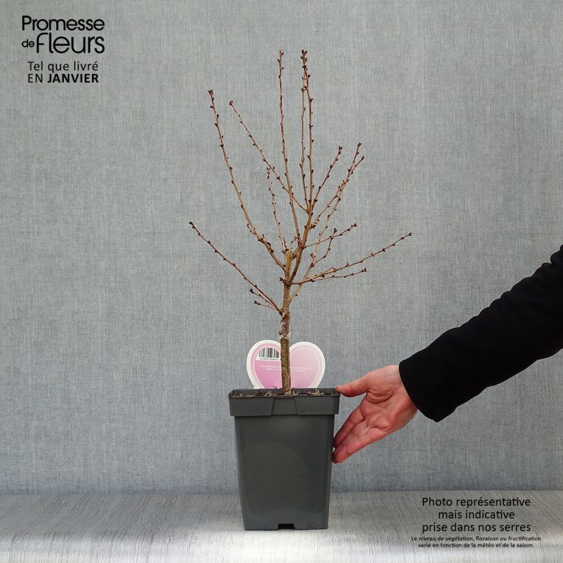 Spécimen de Cerisier à fleurs - Prunus nipponica Brillant Pot de 4L/5L, Tige tel que livré en hiver