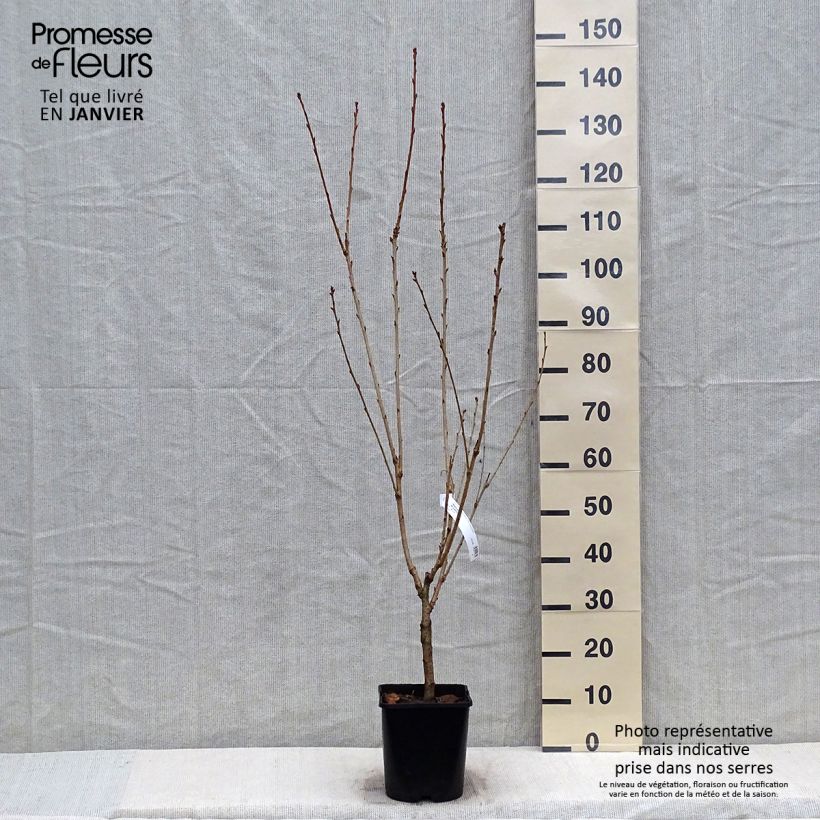 Spécimen de Cerisier à fleurs - Prunus serrulata Pink Perfection Pot de 4L/5L tel que livré en hiver