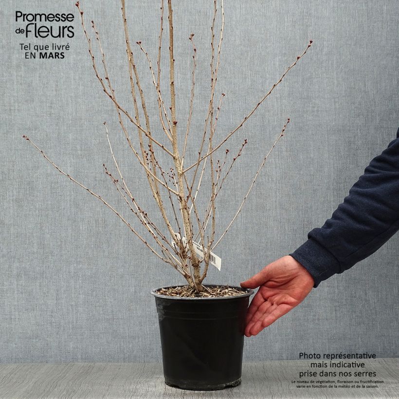 Spécimen de Cerisier à fleurs - Prunus subhirtella Fukubana Pot de 4L/5L tel que livré en hiver