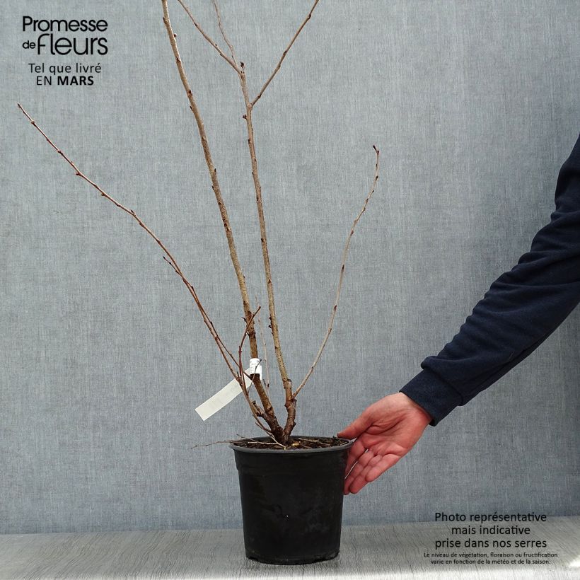 Spécimen de Cerisier du Japon - Prunus Accolade Pot de 4L/5L tel que livré en hiver