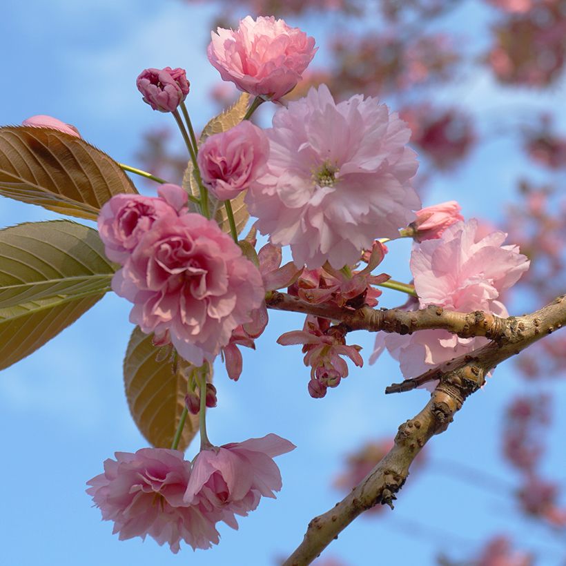 Cerisier à fleurs du Japon - Prunus serrulata Kanzan (Floraison)