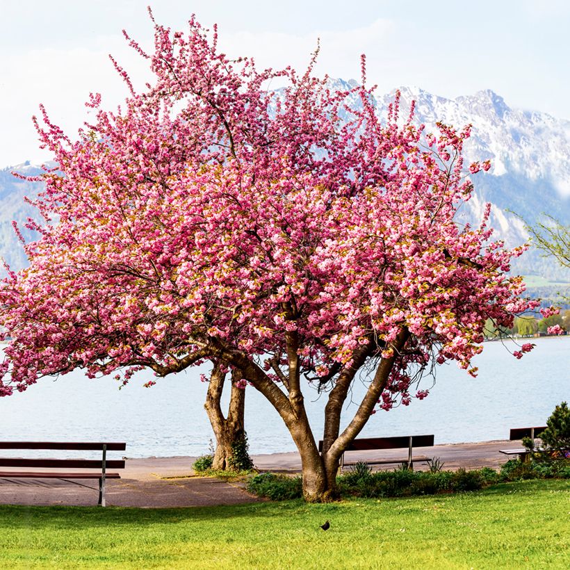 Cerisier à fleurs du Japon - Prunus serrulata Kanzan (Port)