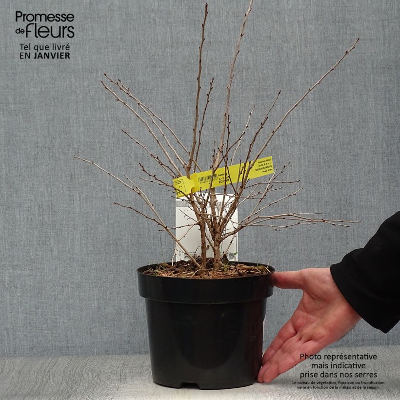 Spécimen de Cerisier à fleurs du Japon nain - Prunus incisa Mikinori Pot de 3L/4L tel que livré en hiver
