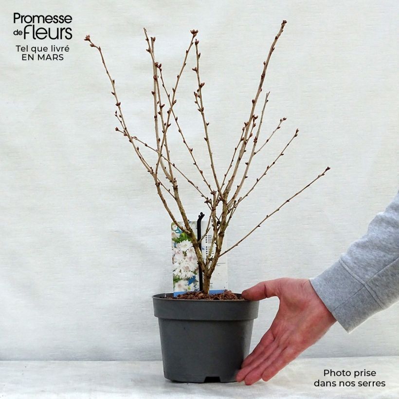 Spécimen de Cerisier à fleurs du Japon nain - Prunus incisa Oshidori Pot de 2L/3L tel que livré au printemps