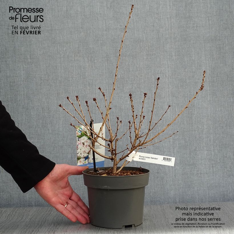 Spécimen de Cerisier à fleurs du Japon nain - Prunus incisa Oshidori Pot de 2L/3L tel que livré en hiver
