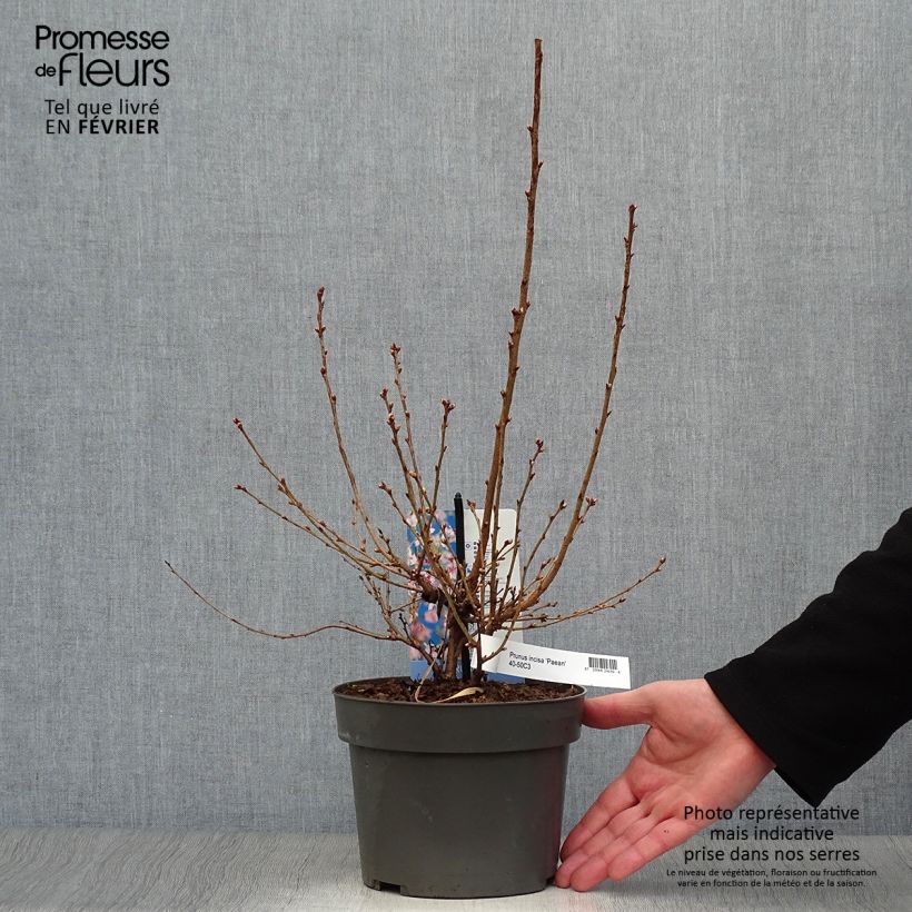 Spécimen de Cerisier à fleurs du Japon nain - Prunus incisa Paean Pot de 2L/3L tel que livré en hiver