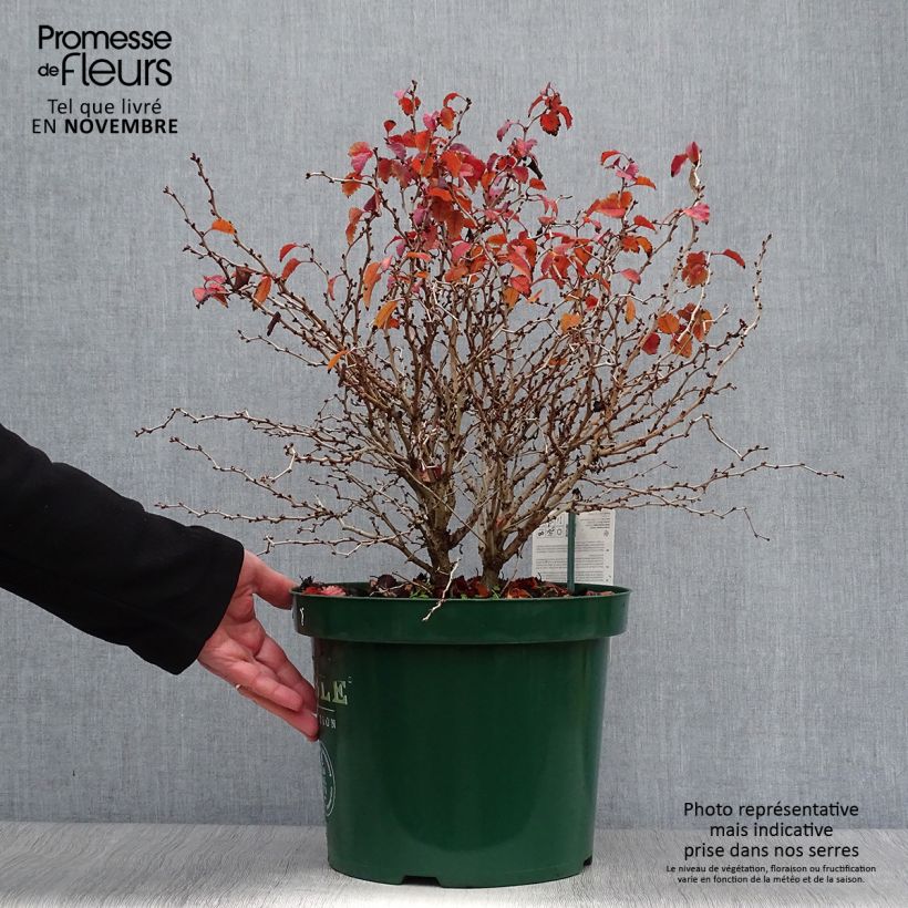 Spécimen de Cerisier à fleurs nain du Japon - Prunus incisa Kojo no mai Pot de 7,5L/10L tel que livré en automne