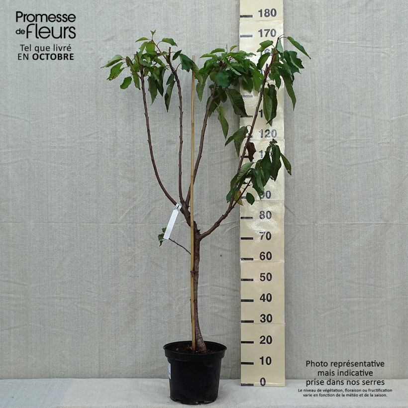 Spécimen de Cerisier Bigarreau Burlat Pot de 7,5L/10L, Gobelet tel que livré en automne