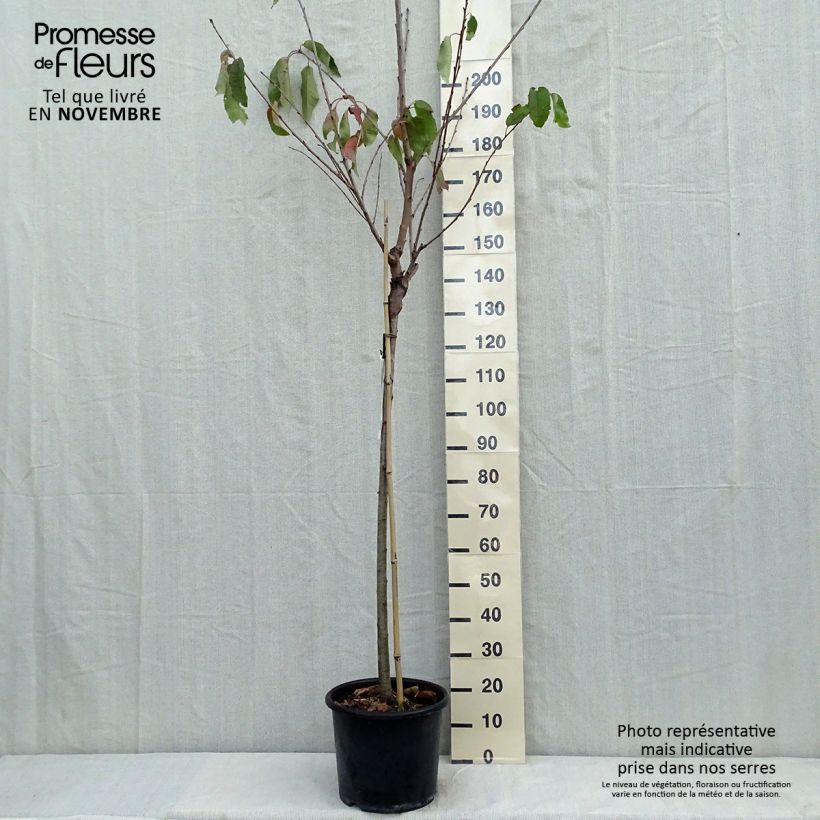 Spécimen de Cerisier Bigarreau Burlat Pot de 7,5L/10L, Demi-Tige, Demi-tige tel que livré en automne