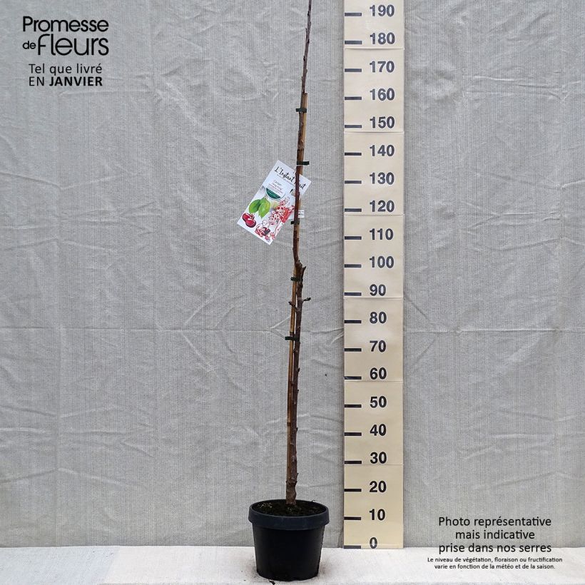 Spécimen de Cerisier colonnaire Hong Kong - Prunus cerasus Pot de 6L/7L, Colonnaire tel que livré en hiver