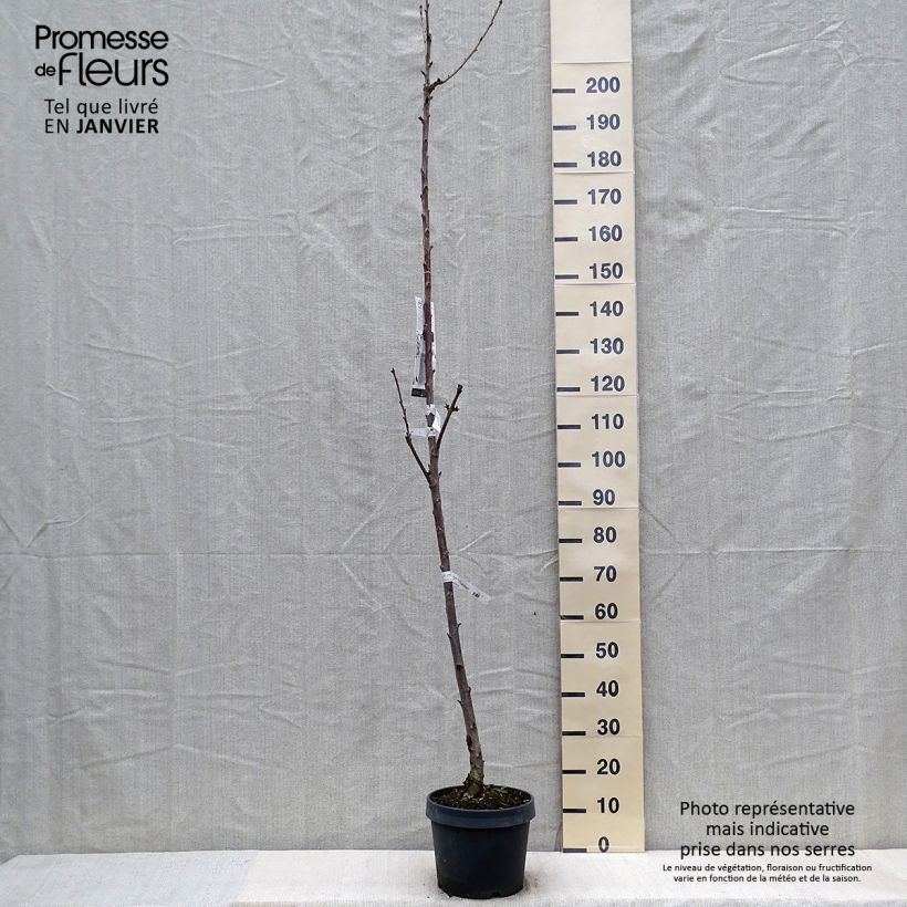 Spécimen de Cerisier colonnaire Shangai - Prunus cerasus Pot de 6L/7L, Colonnaire tel que livré en hiver