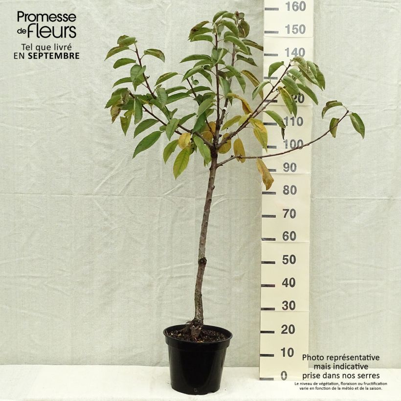 Spécimen de Cerisier colonnaire Sylvia - Cerisier nain Pot de 7,5L/10L, Gobelet tel que livré en automne
