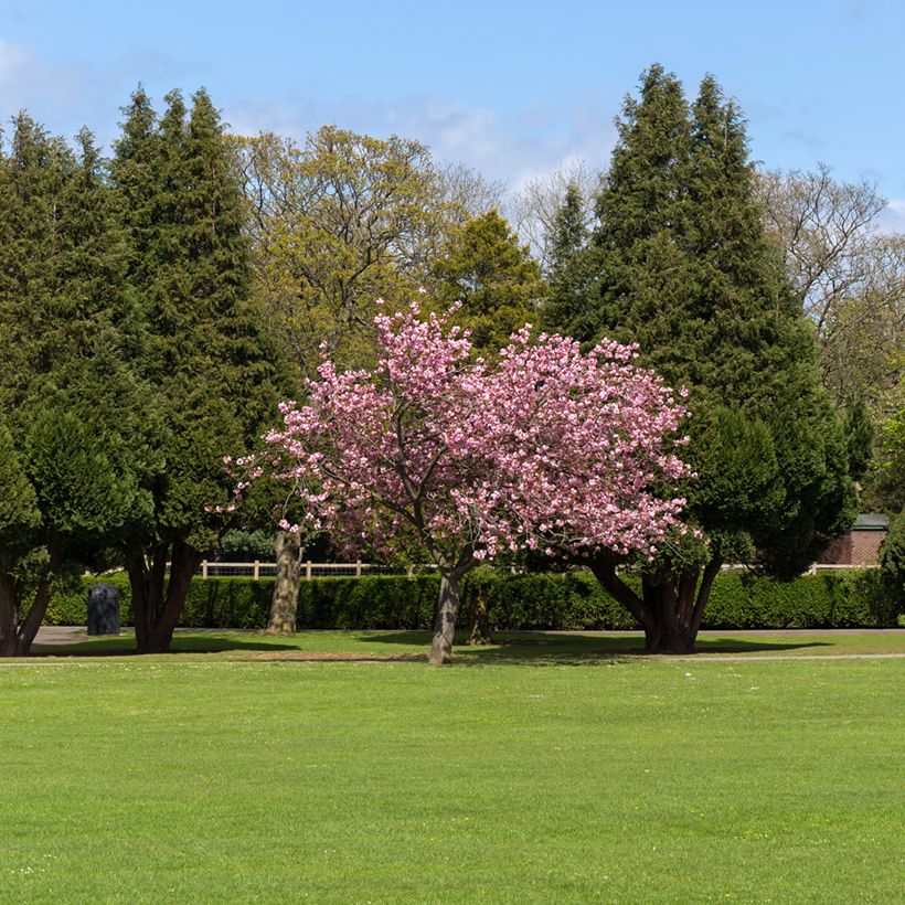 Cerisier du Japon - Prunus Accolade (Port)