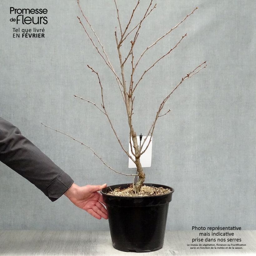 Spécimen de Cerisier du Japon - Prunus Accolade Pot de 7,5L/10L tel que livré en hiver