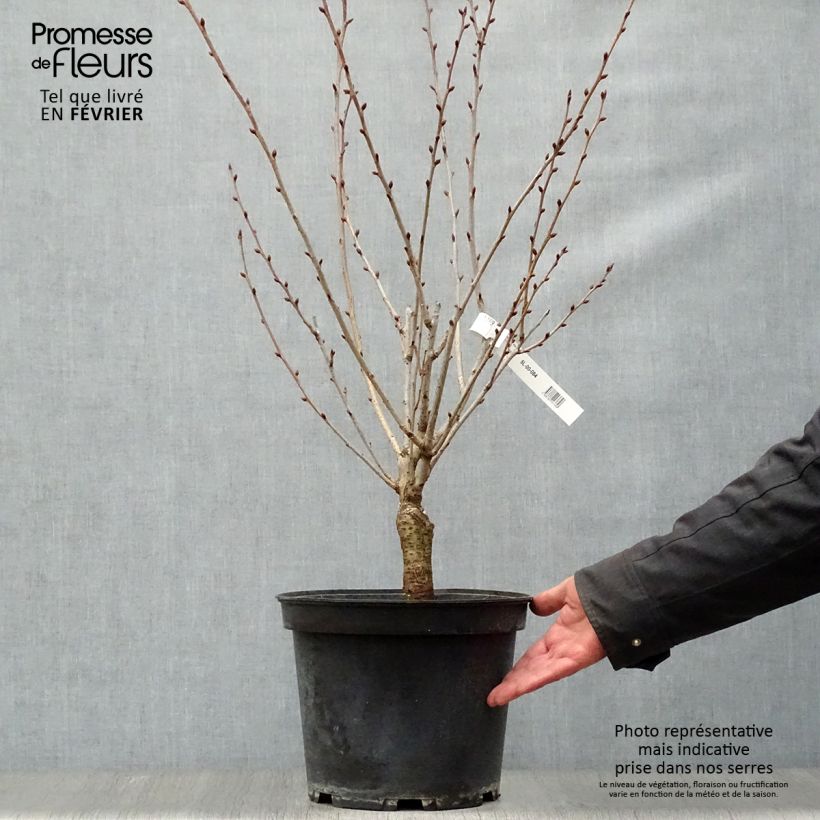 Spécimen de Cerisier à fleurs du Japon - Prunus serrulata Kanzan Pot de 7,5L/10L tel que livré en hiver