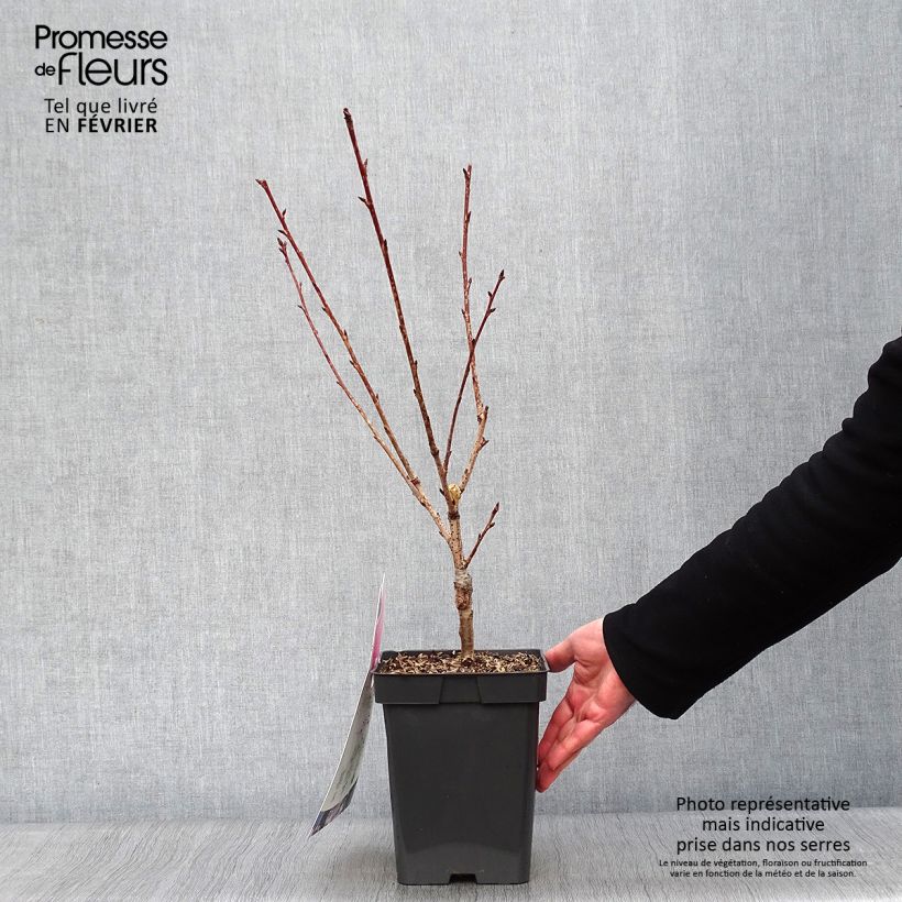 Spécimen de Cerisier à fleurs du Japon - Prunus serrulata Kanzan Pot de 4L/5L, Touffe tel que livré en hiver