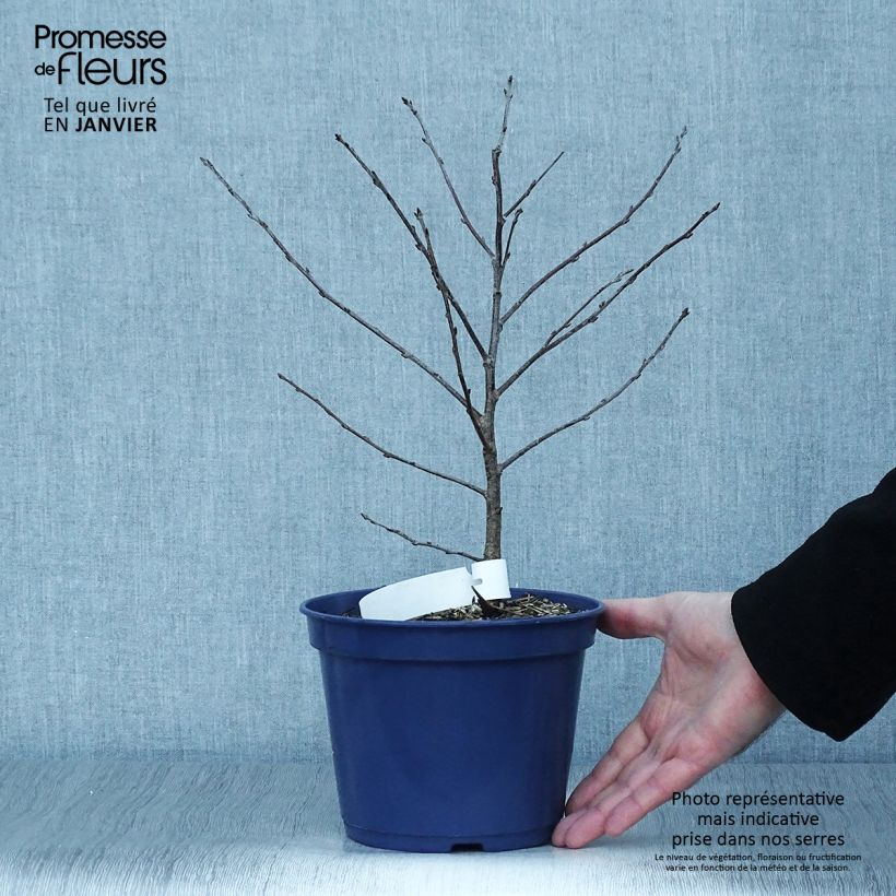 Spécimen de Cerisier nain Cherry Baby Pot de 2L/3L, Touffe tel que livré en hiver