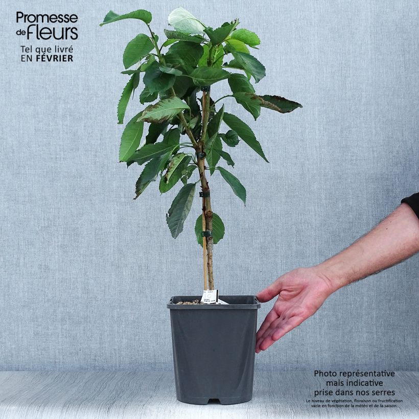Spécimen de Cerisier nain Fruit Me Cherry Me Burlat Pot de 4L/5L, Nain tel que livré en automne