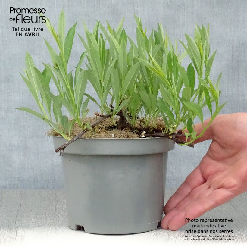 Spécimen de Cerisier nain rampant - Prunus pumila Depressa Pot de 2L/3L tel que livré au printemps