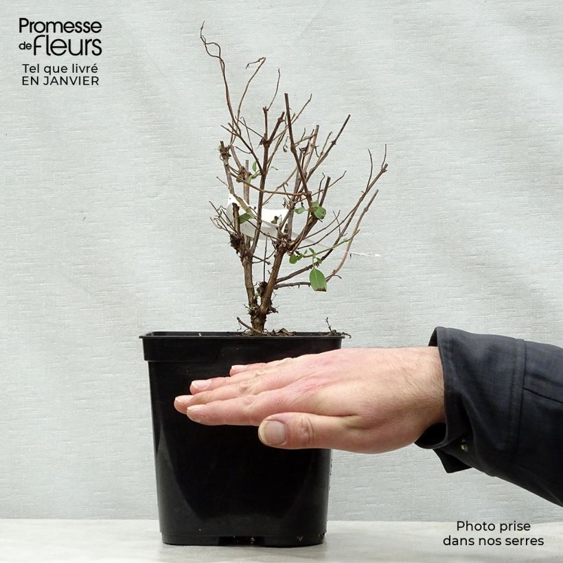 Spécimen de Sauge arbustive Cerro Potosi - Salvia microphylla Pot de 2L/3L tel que livré en hiver